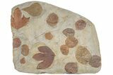 Massive, Plate of Paleocene Leaf Fossils - Glendive, Montana #189118-1